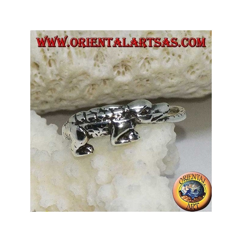 Silberring, Alligatorkrokodil