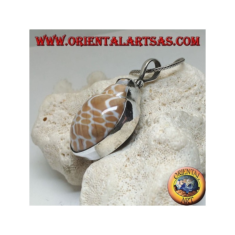 Silver pendant with fossil marine gastropod (shell / shell)