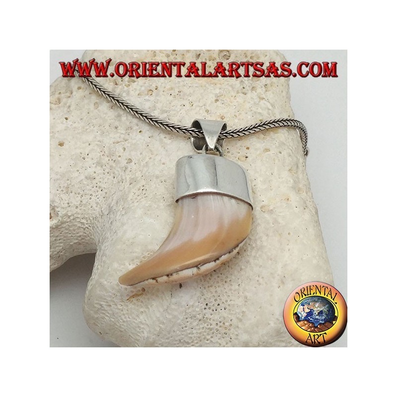 Wide Calliostoma mother-of-pearl silver pendant