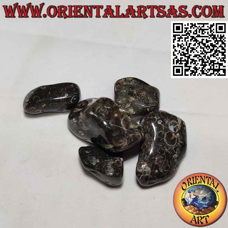 Agata Turritella cayó