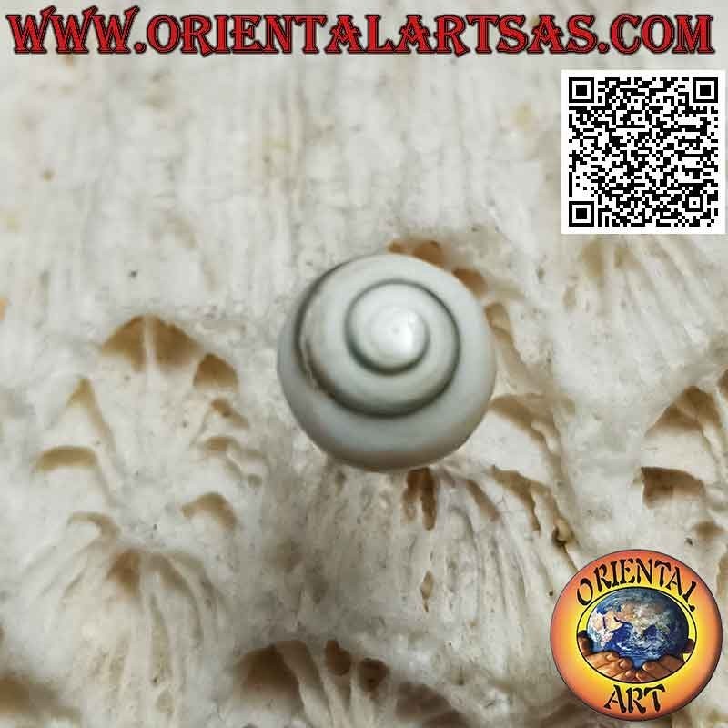 Silver mini earring, the round shell "eye of Saint Lucia" (a)