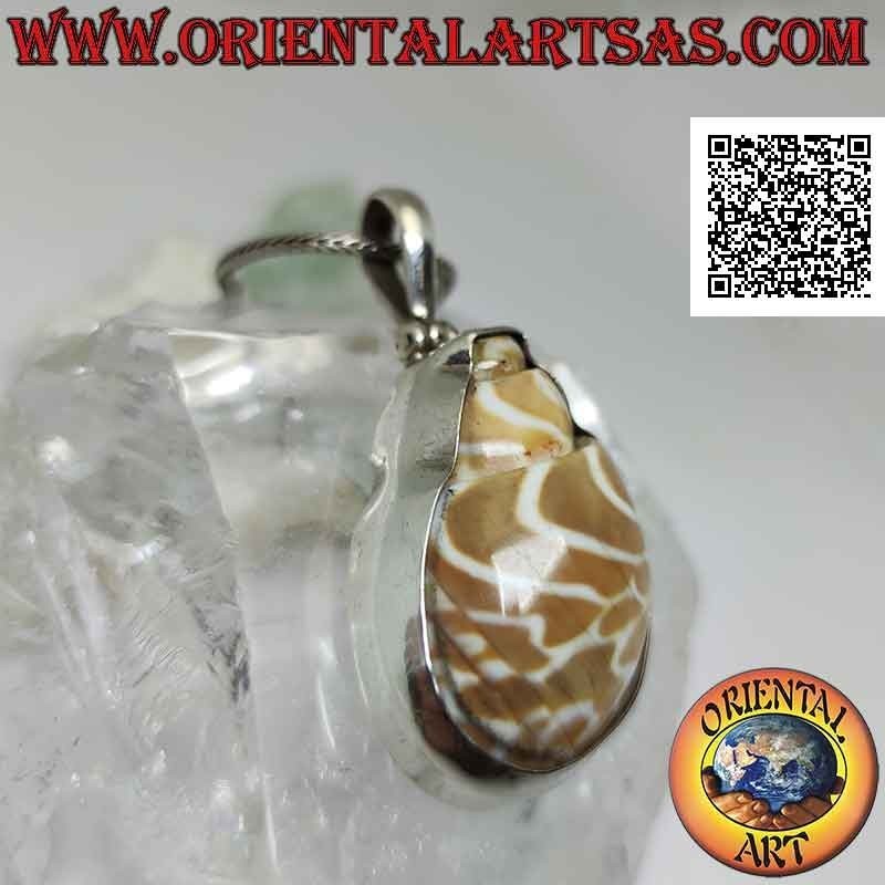 Silver pendant, "strombus" shell section set on a smooth wire frame