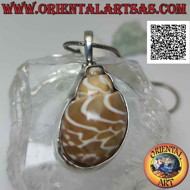Silver pendant, "strombus" shell section set on a smooth wire frame