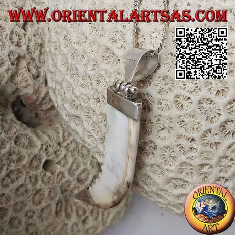 Colgante de plata, diente de lobo en engaste liso