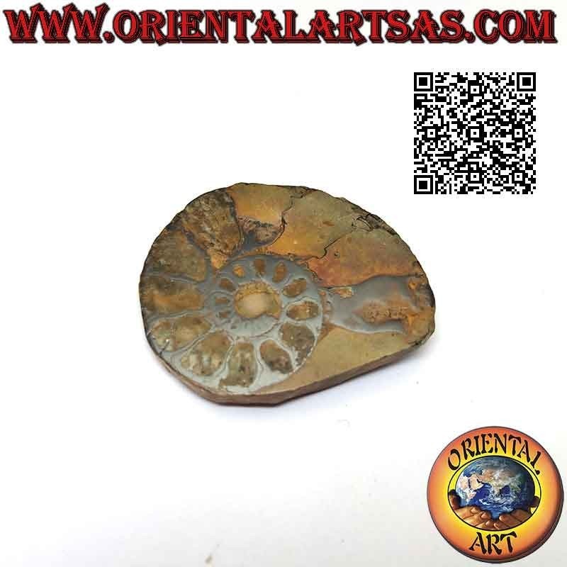 Section of half fossil of opalescent glossy ammonite (medium)