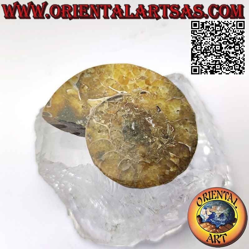 Polished opalescent ammonite fossil half section (large)