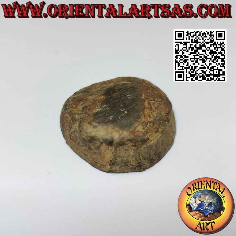 Ffetta di geode in septaria, serpentino minerale (Pietra del Drago)