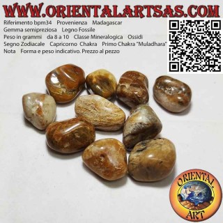 Madera fósil caída