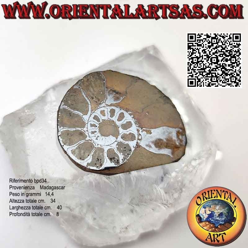 Sezione di metà fossile di ammonite lucido opalescente (medio)