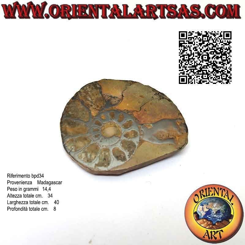 Section of half fossil of opalescent glossy ammonite (medium)