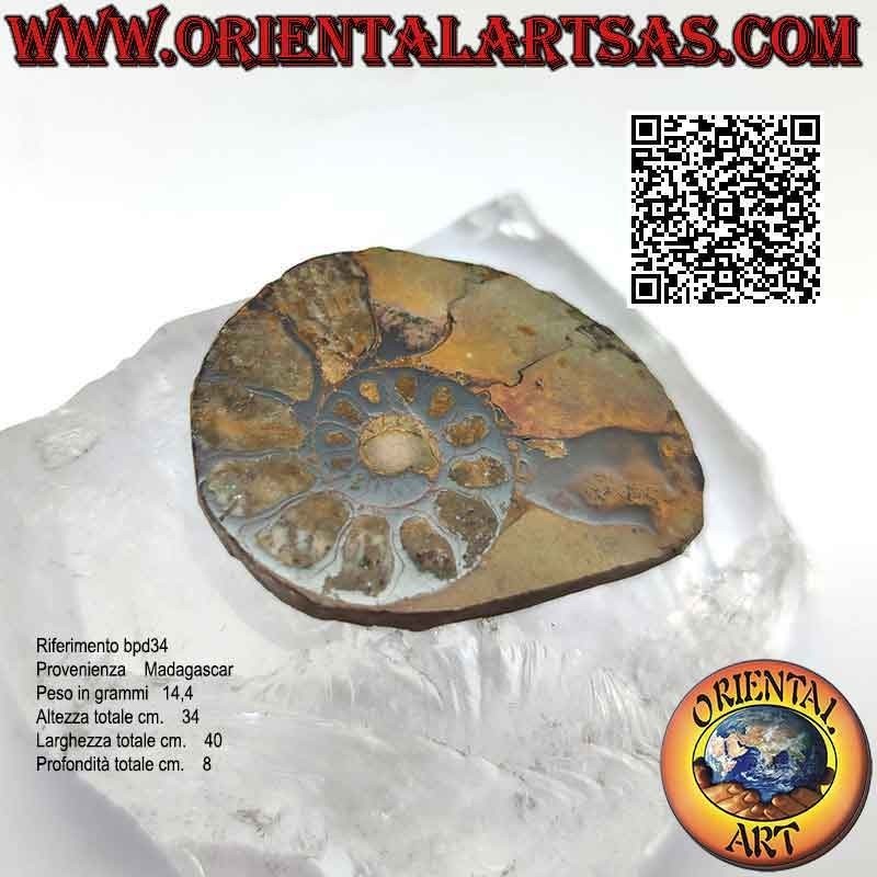 Sezione di metà fossile di ammonite lucido opalescente (medio)