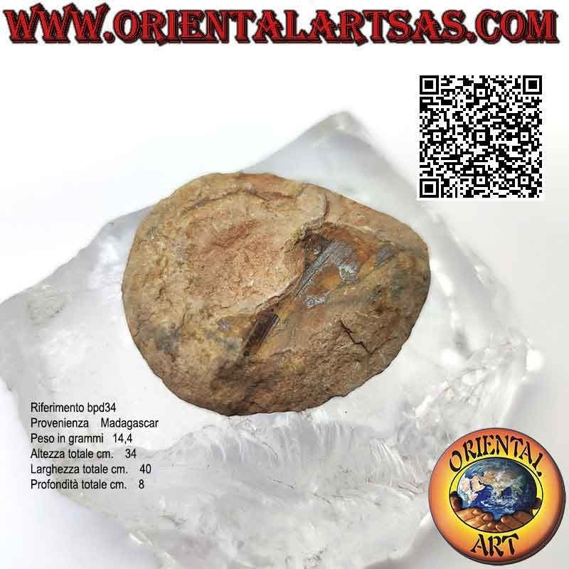 Sezione di metà fossile di ammonite lucido opalescente (medio)