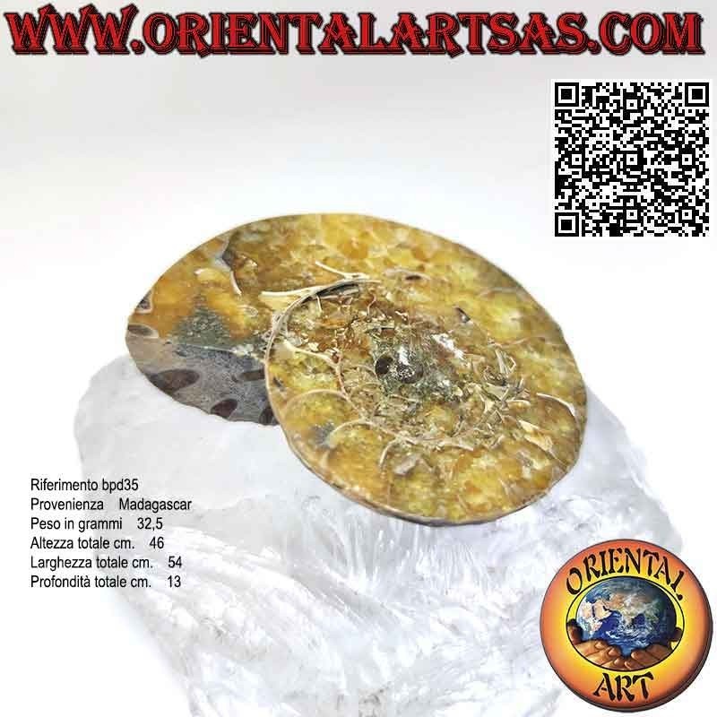 Polished opalescent ammonite fossil half section (large)