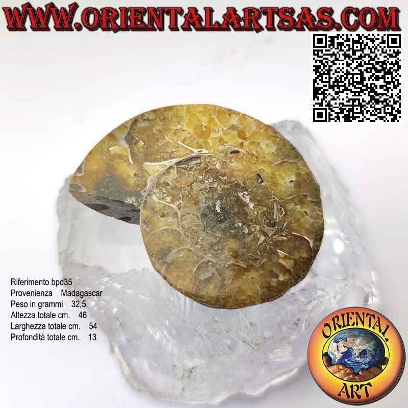 Polierter opaleszenter Ammonit-Fossil-Halbschnitt (groß)