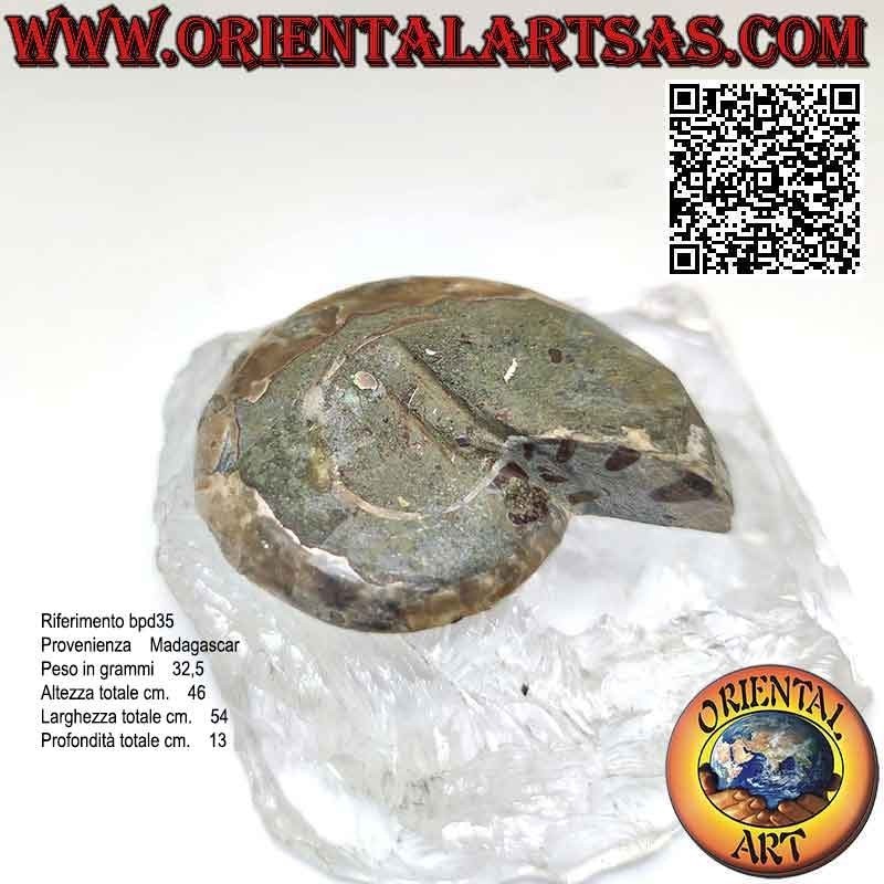 Polished opalescent ammonite fossil half section (large)