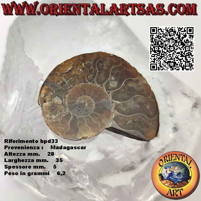 Polished opalescent ammonite fossil half section (small)