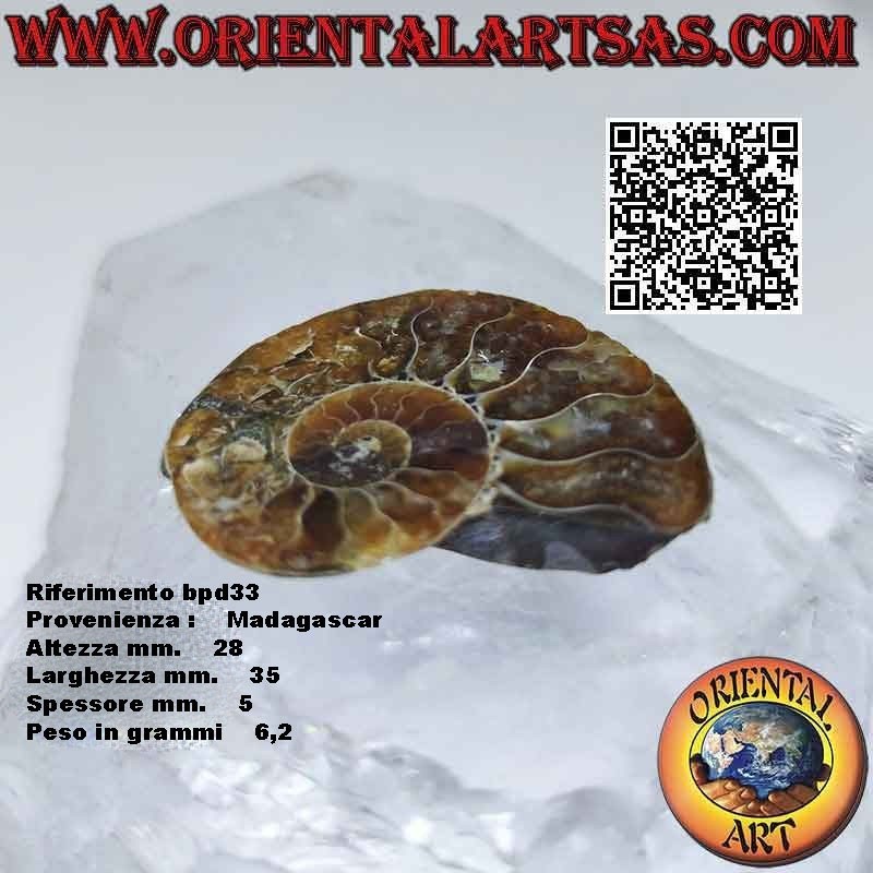 Sezione di metà fossile di ammonite lucido opalescente (piccolo)