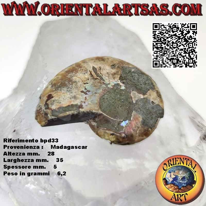 Sezione di metà fossile di ammonite lucido opalescente (piccolo)