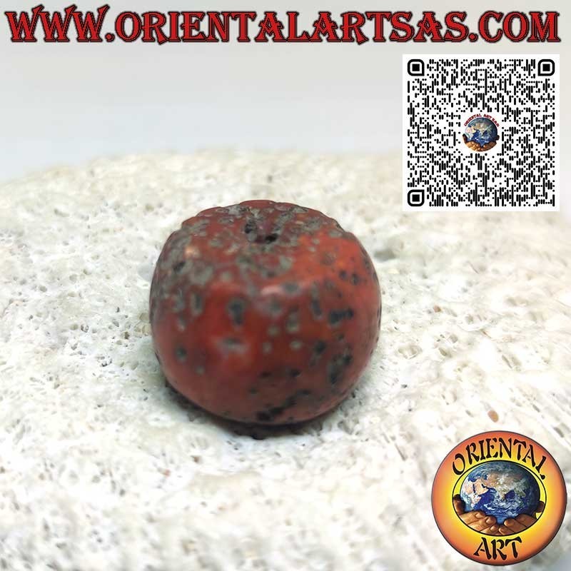 Cilindro Coral Tibetano Antiguo | Fósil Raro y Auténtico