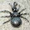 P. Insectes et arachnides